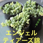 送料無料‼️✳️大人気 エンジェルティアーズ錦✳️※おまとめはコメントから✳️