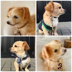 aki様オーダー作品『手乗りサイズの羊毛犬チワックス』