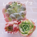 送料無料♡♡ 多肉植物 エケベリア 韓国苗 レインドロップスのピンクセット♡♡