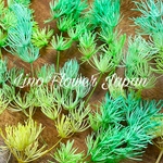 ミリオクラダス　green yellow