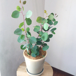 sale! 綺麗なブルーグリーン☆ユーカリポポラスの鉢植え