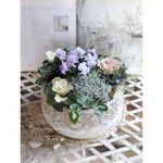 ❥〜Nouvelle Vague〜❥ ヌーヴェルバーグの寄せ植え　ムスカリ球根入り