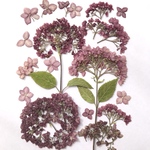 アナベルの押し花　エンジ色