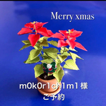 🎄ミニチュアポインセチア