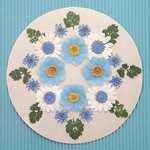 押し花セットE＜ノースポール＆レースフラワー＆あじさい＞
