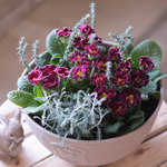 《アカクロ》ジュリアンの寄せ植え