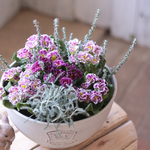 《クリスタルスノー》ジュリアンの寄せ植え