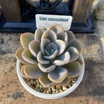 オルペット　リエール苗　札付き　多肉植物