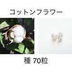 コットンフラワー 種 白 100粒 綿花