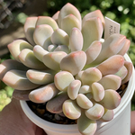 terayoshi様 再販依頼品！★エケベリア属 オレンジシャーベット（子株付き）多肉植物 自家栽培 国産