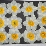 押し花商品【水仙　１２輪】