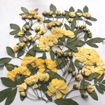 モッコウバラの押し花　蕾と花