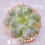 送料無料♡♡ 《5》多肉植物 エケベリア 韓国苗 レインドロップス レア品種♡♡