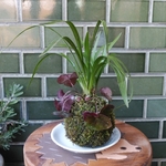 雪割草の苔玉（春蘭付）