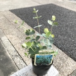 ユーカリ グニー  3号