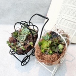 多肉の寄せ植え　ベビーカー