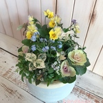 ･:*ミニミニ葉牡丹とビオラの寄せ植え･:*