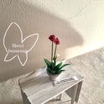 ミニチュア  ピンクの花の植木鉢