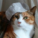 ドットキャスケット グレー