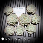 ◆レッドベルベット◆多肉植物　韓国苗　1苗1499円
