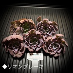 第四種送料無料 ◆リオンブレーキ◆多肉植物　韓国苗