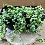 多肉植物　グリーンネックレス　緑の鈴　2ポットset