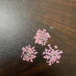 押し花小花セット