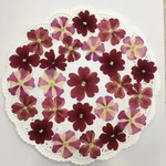 765N バーベナ3種MIX／押し花素材