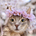 《ペット》桜の花かんむり