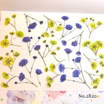 ♡new♡作家様必見♡ ♡カラフルなかすみ草♡押し花セット