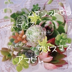 送料無料♡♡《74》多肉植物 エケベリア 韓国苗セット 寄せ植えにも♡♡