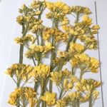 菜の花の押し花