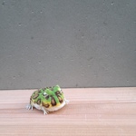 ツノガエルさん　羊毛フェルト　ぬいぐるみ　置物　インテリア　かえる　両生類　蛙　frog　お誕生日　プレゼント