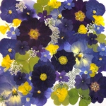 ♡new♡作家様必見♡押し花MIXセット♡押し花セット