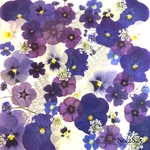 ♡new♡作家様必見♡押し花MIXセット♡押し花セット