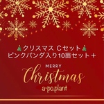 12/20  19時迄　クリスマスＣセット◆ピンクパンダ入り10苗セット＋プラス◆計13苗