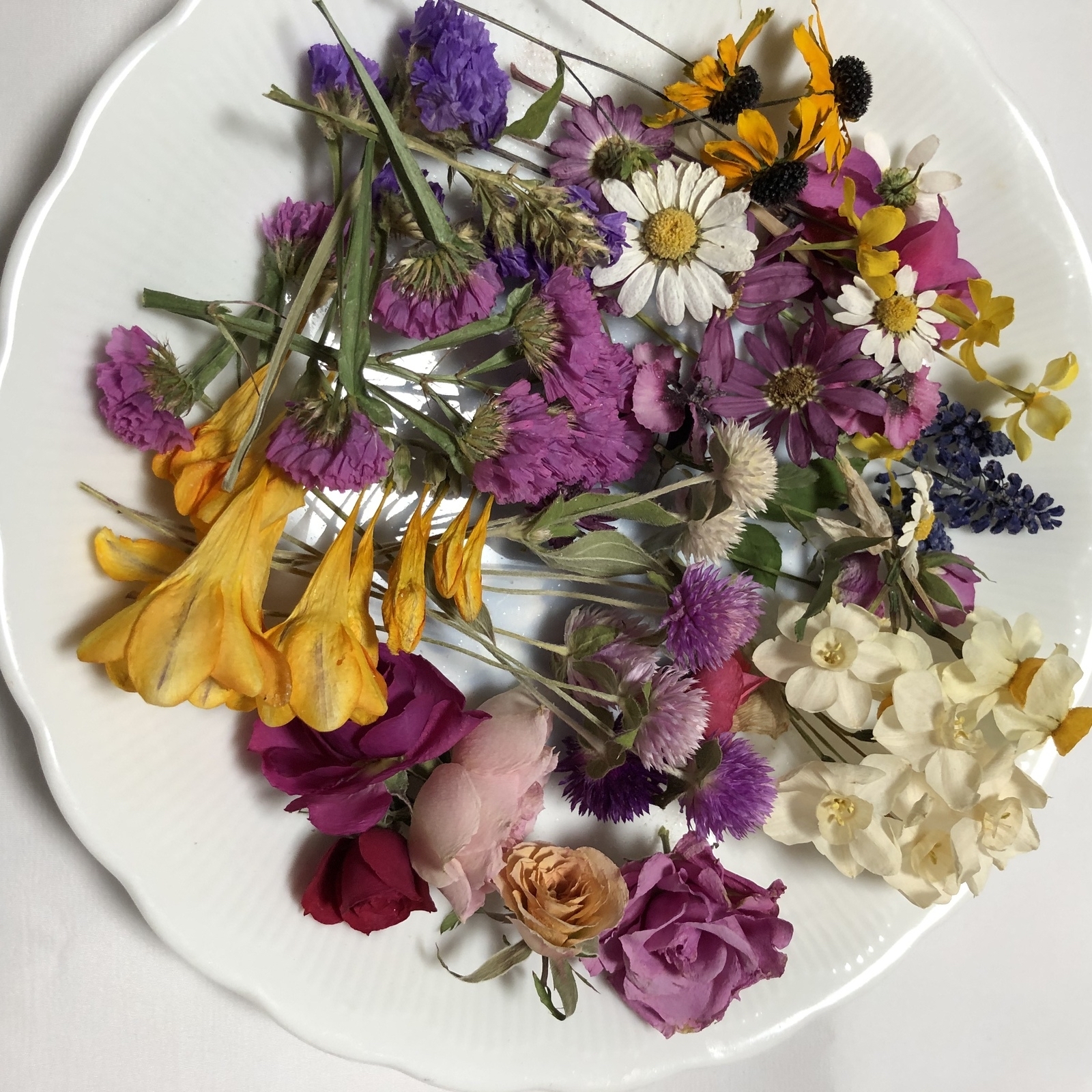 ハツユキカズラのドライフラワー（送料無料） - RINO-RIBBON'S GALLERY