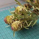 ストリクタム リューカデンドロンの Dry Flower（6ヘッド：2～3本）