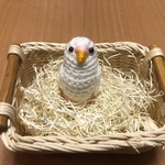 セキセイインコちゃん（アルビノ・赤目）