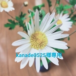 kanade0525様専用