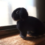 黒い　たれ耳うさぎちゃん　