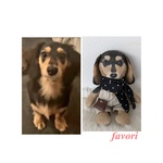 【オーダーメイド】うちの子♥犬人形  ぬいぐるみ
