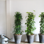 【再再販】アイビーのグレーモスポット植え