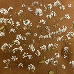 ユーフォルビア　押し花　白い小花　ドライフラワー　詰め合わせ