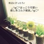 ミニコルク6個セット