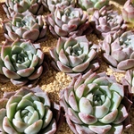 韓国苗　Echeveria 新品種❤︎レッドベルベットhyb