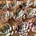 韓国苗　Echeveria ビューティフル&チャーミング