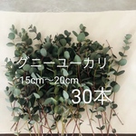 15〜20cm 30本　フレッシュ　グニー　ユーカリ　