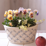 アクアレール　寄せ植えC