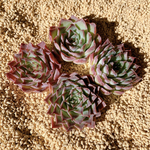 韓国苗　Echeveria Snow Night